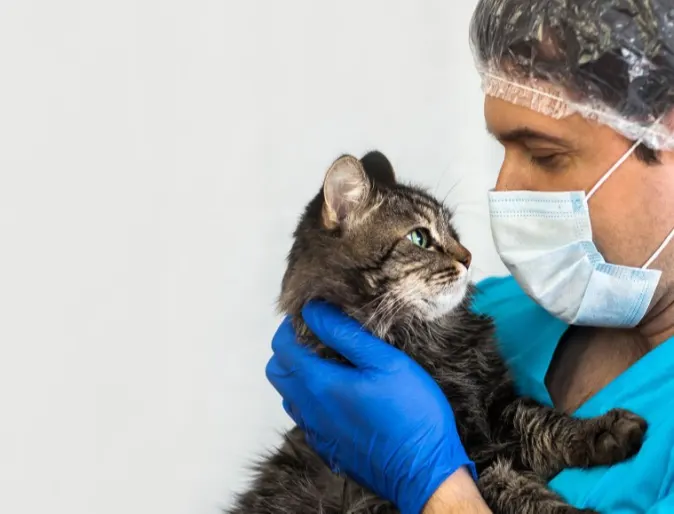 Doctor with mask holding cat